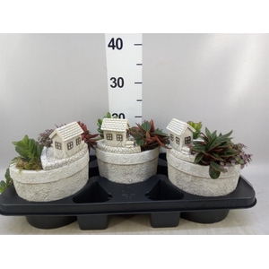 Arr.   Kamerplant Groen H%