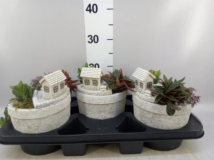 <h4>Arr.   Kamerplant Groen H%</h4>