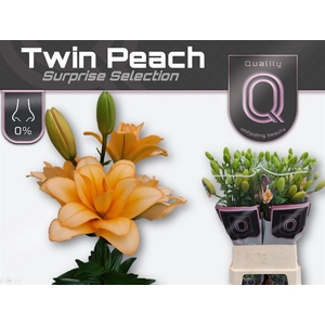 Li La Du Twin Peach 4pit