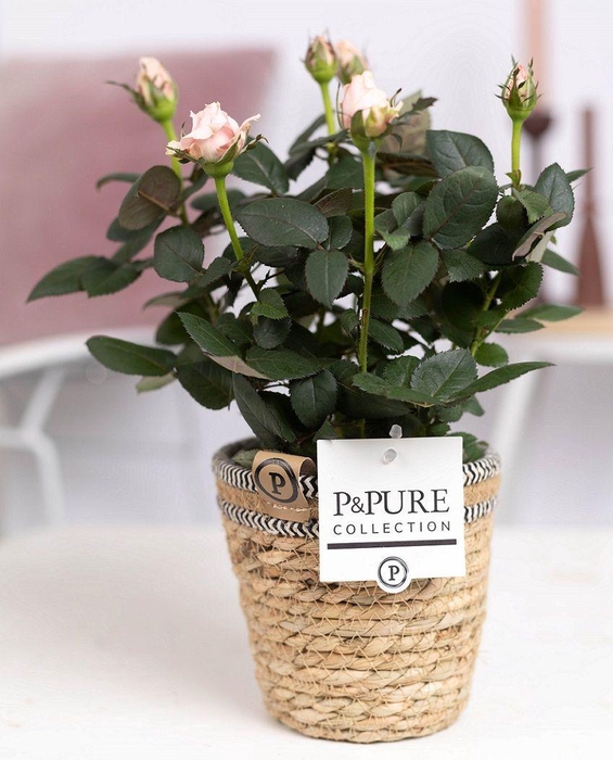 <h4>Rosa light pink in P&PURE Basket 6</h4>