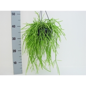 Rhipsalis kirbergii