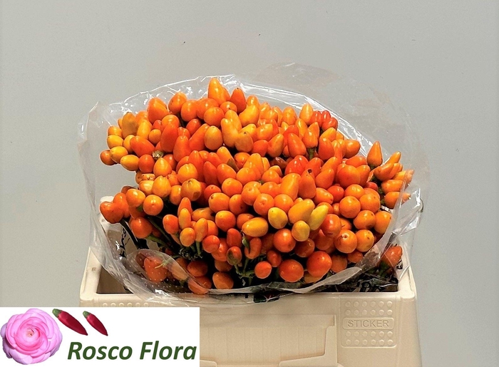 <h4>CAP ORANGE CANDY</h4>