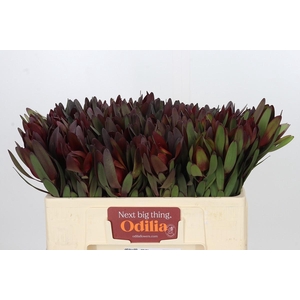 Leucadendron Saf Sunset Dark R.
