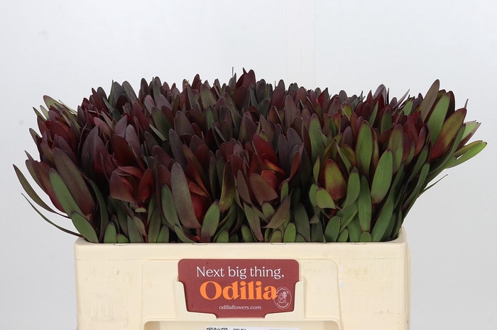 <h4>Leucadendron Saf Sunset Dark R.</h4>