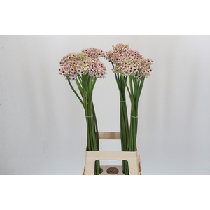 Allium Silverspring