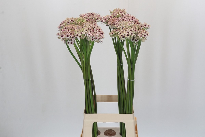 <h4>Allium Silverspring</h4>
