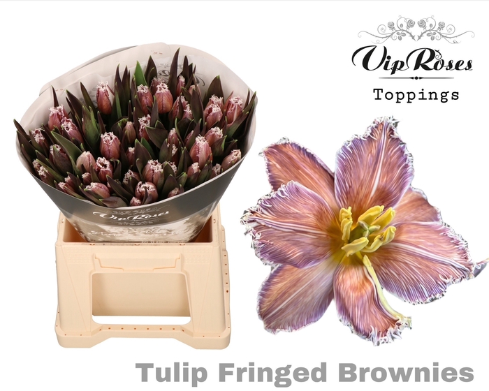 <h4>TU FR FRINGED BROWNIES</h4>