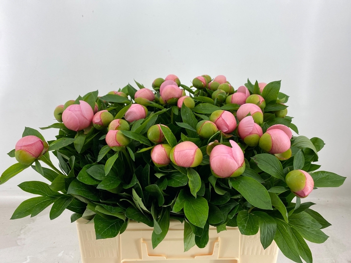 PAEO S SALMON SAUCER