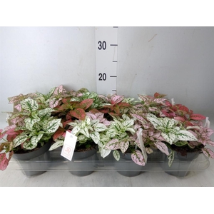 Hypoestes phyllo.   ...mix