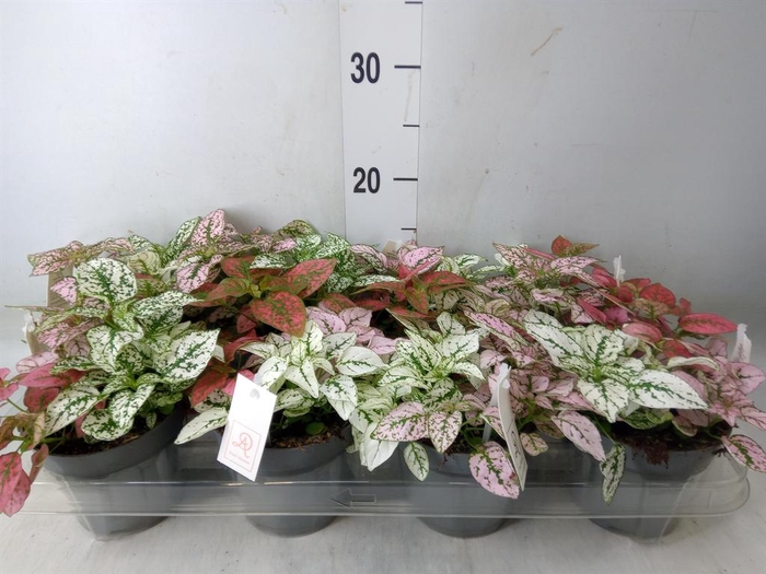 <h4>Hypoestes phyllo.   ...mix</h4>