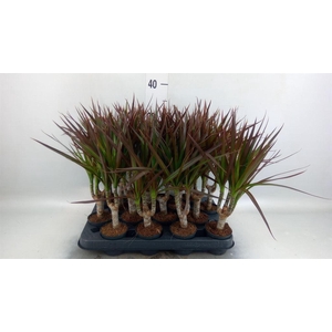 Dracaena marg. 'Magenta'