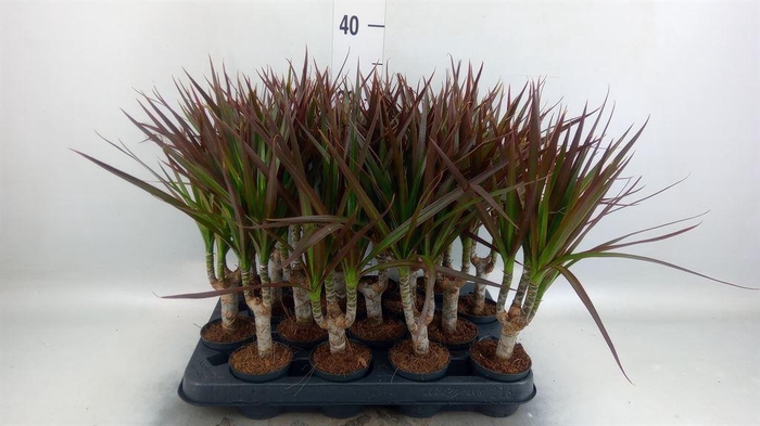 <h4>Dracaena marg. 'Magenta'</h4>