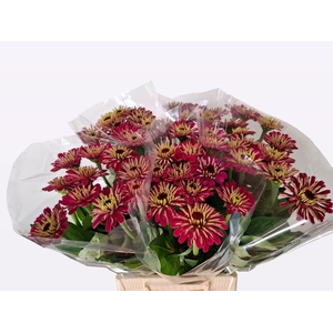 ZINNIA ELEGANS