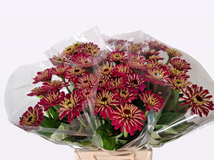 <h4>ZINNIA ELEGANS</h4>