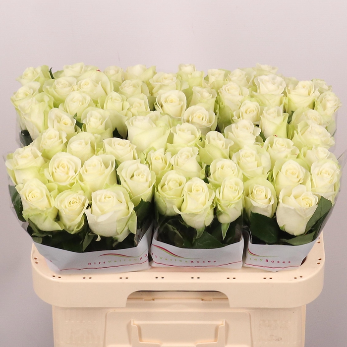 <h4>R GR SNOWSTORM+</h4>