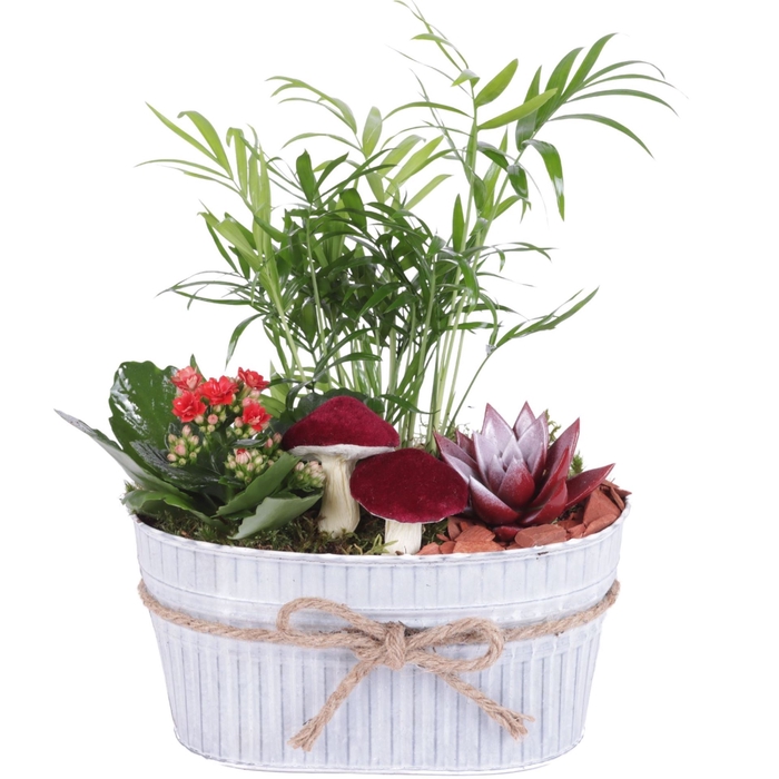 <h4>Arr.   Planten L%</h4>