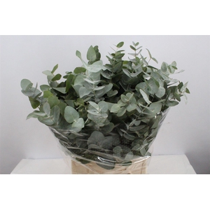 Euca Cinerea Short 150gr P Bunch S A