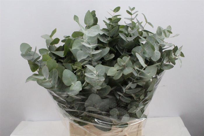 Euca Cinerea Short 150gr P Bunch S A