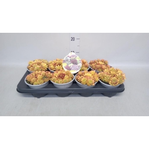 Sempervivum  'ChickCh Gold Nugget'