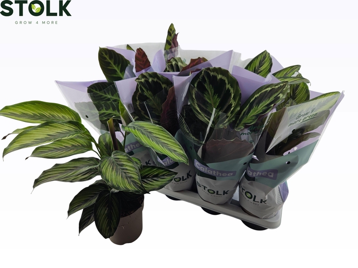 <h4>CALAT GEM 4 SRT</h4>