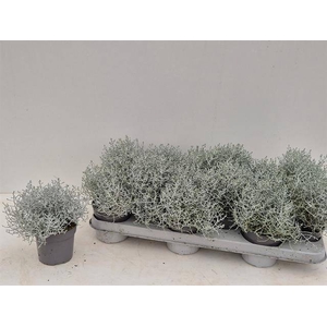 .Calocephalus brownii