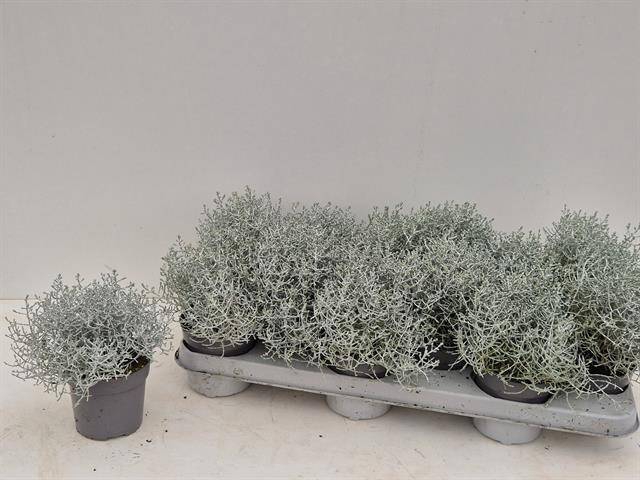 <h4>.Calocephalus brownii</h4>