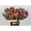Protea Barbigera Air