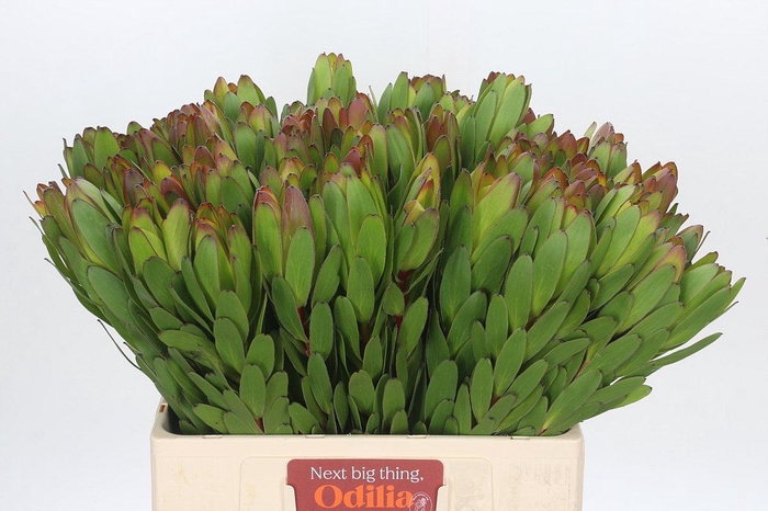 Leucadendron Goldstrike