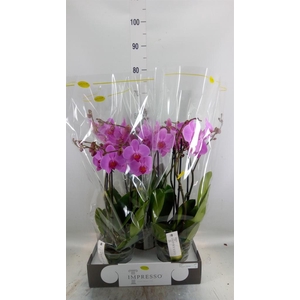 Phalaenopsis   ...rose