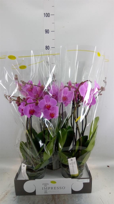 <h4>Phalaenopsis   ...rose</h4>