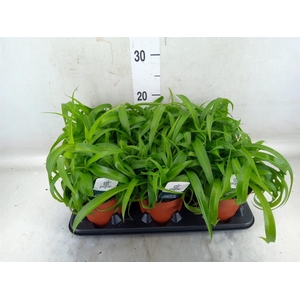 Chlorophytum com. 'Green Bonnie'