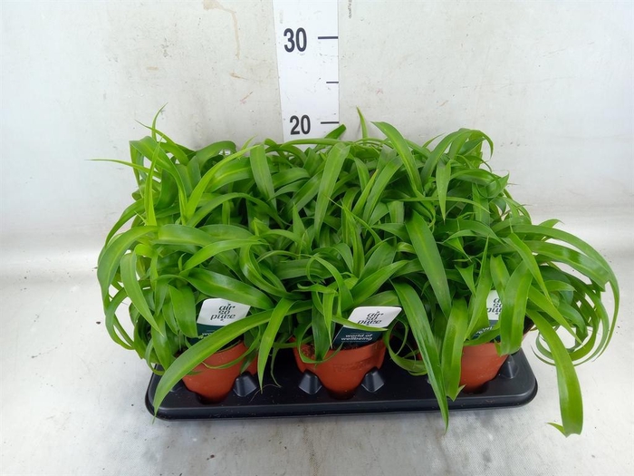 <h4>Chlorophytum com. 'Green Bonnie'</h4>