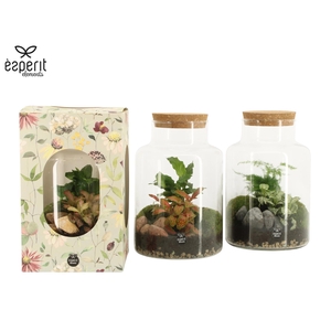 90922: Terrarium arrangement