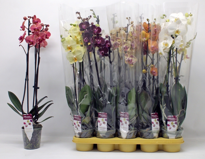 <h4>PHAL GEM</h4>
