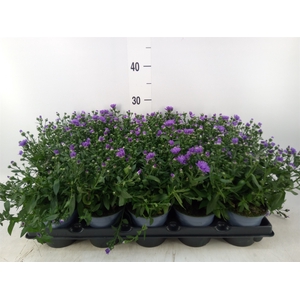 Aster   ...