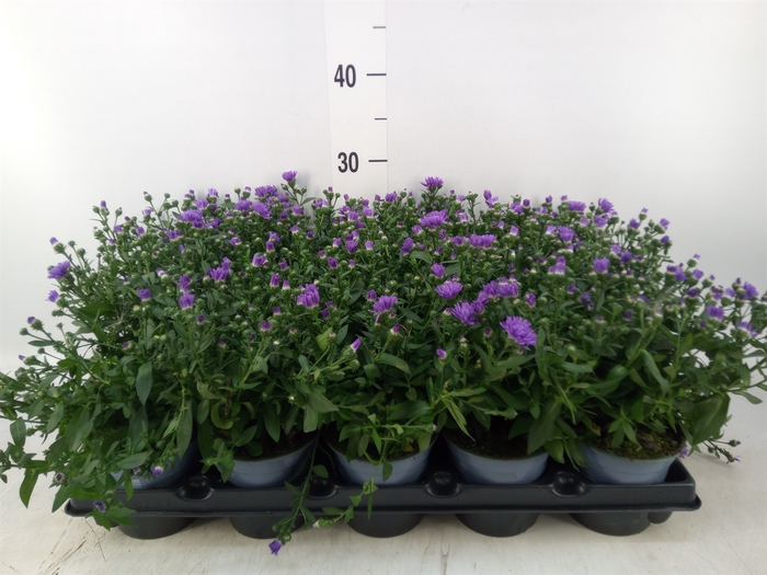 <h4>Aster   ...</h4>