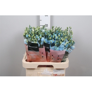 Eus G Rosi Sweet Blue
