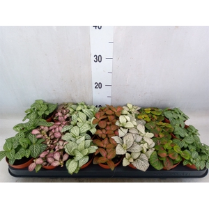 Fittonia   ...mix 7