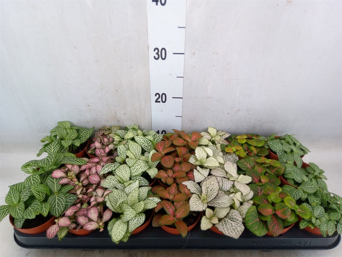 <h4>Fittonia   ...mix 7</h4>
