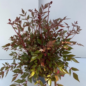 Astilbe rood
