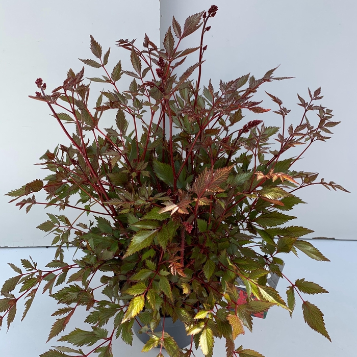 <h4>Astilbe rood</h4>