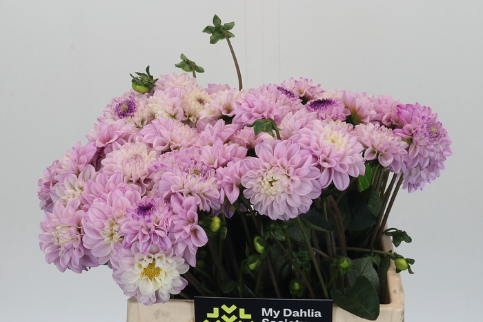 <h4>Dahlia Genova</h4>
