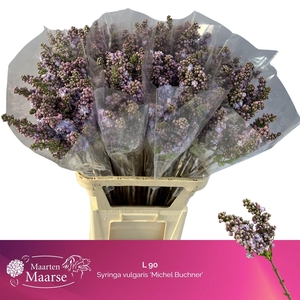 SYR V MICHEL BUCHNER