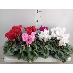 Cyclamen MD 'Rembrandt'