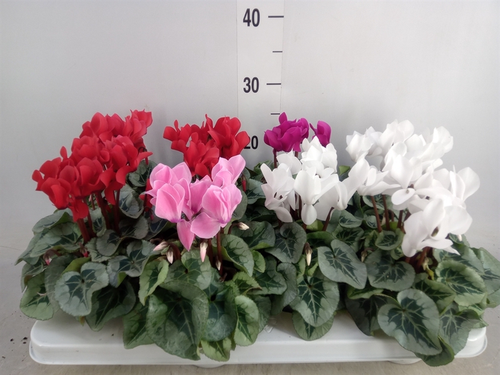 <h4>Cyclamen MD 'Rembrandt'</h4>