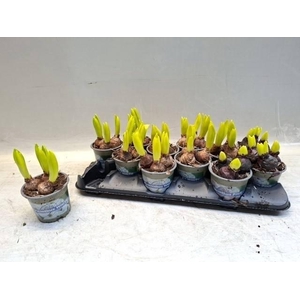 !! PROMO !! HYACIN MIX P10