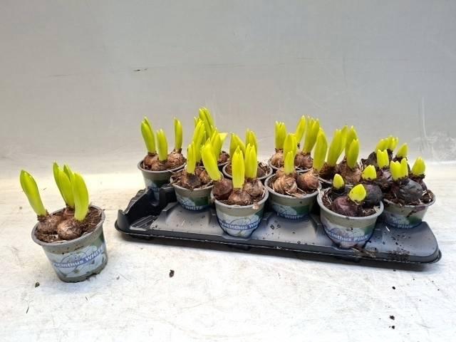 <h4>!! PROMO !! HYACIN MIX P10</h4>