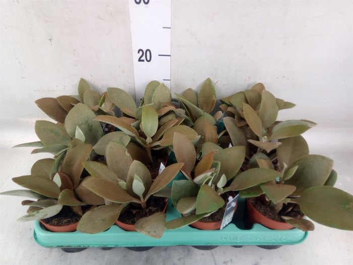 <h4>Kalanchoe NF orygalis</h4>