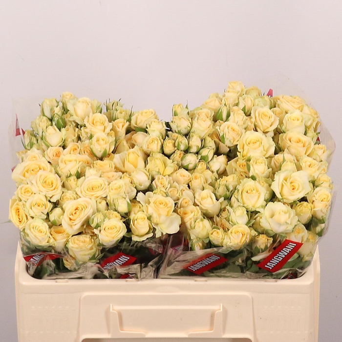 <h4>R TR SALINERO</h4>