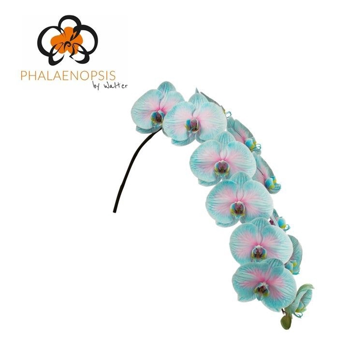<h4>Phalaenopsis Coloured Bubblegum 10-14</h4>